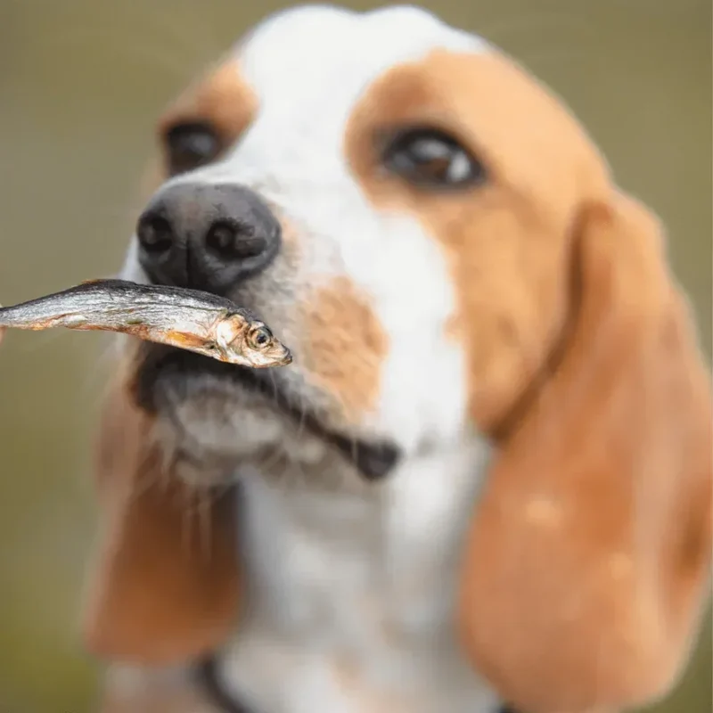 Sprats – Friandise naturelle pour chiens et chats