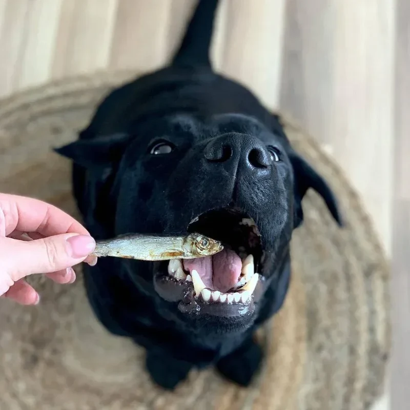 Sprats – Friandise naturelle pour chiens et chats