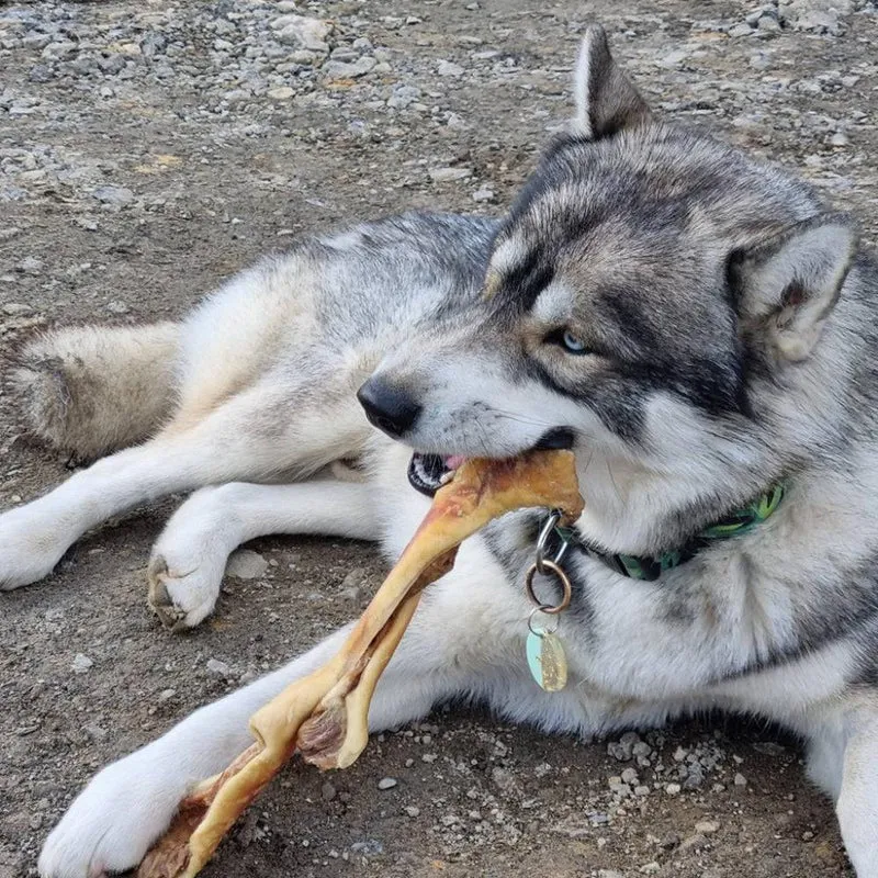 Peau de boeuf 30cm – Mastication gourmande XL pour chiens
