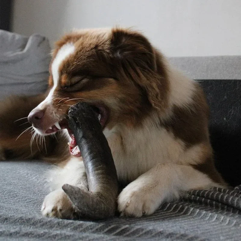 Corne de buffle d'eau – Mastication pure pour chiens