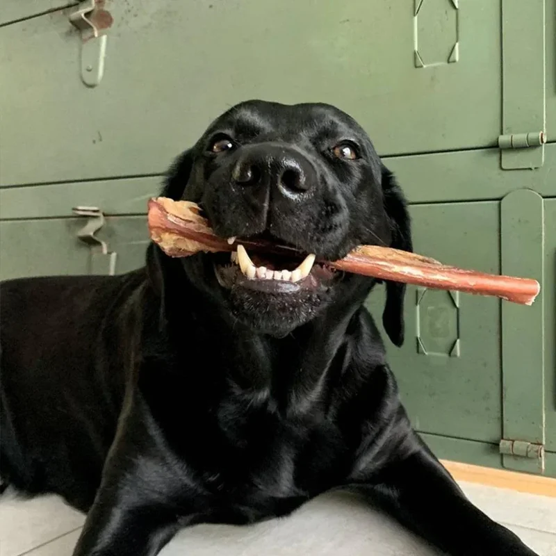 Nerf de boeuf – Mastication gourmande pour chiens