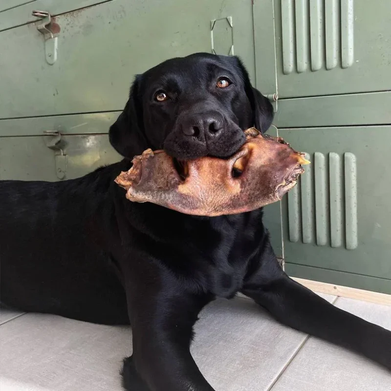 Museau de boeuf – Mastication gourmande XXL pour chiens – 2 pièces