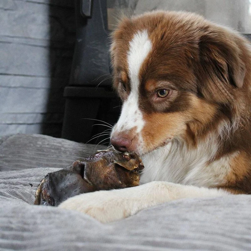 Museau de boeuf – Mastication gourmande XXL pour chiens – 2 pièces