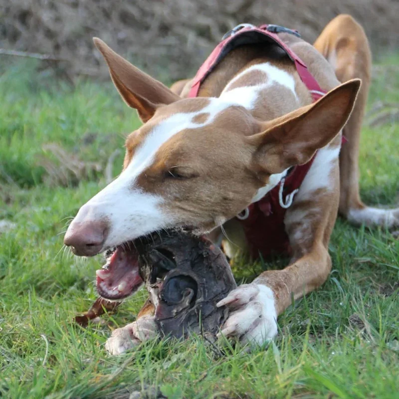 Museau de boeuf – Mastication gourmande XXL pour chiens – 2 pièces