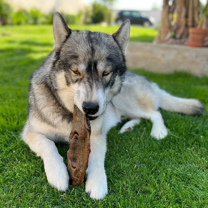 Museau de boeuf – Mastication gourmande XXL pour chiens – 2 pièces