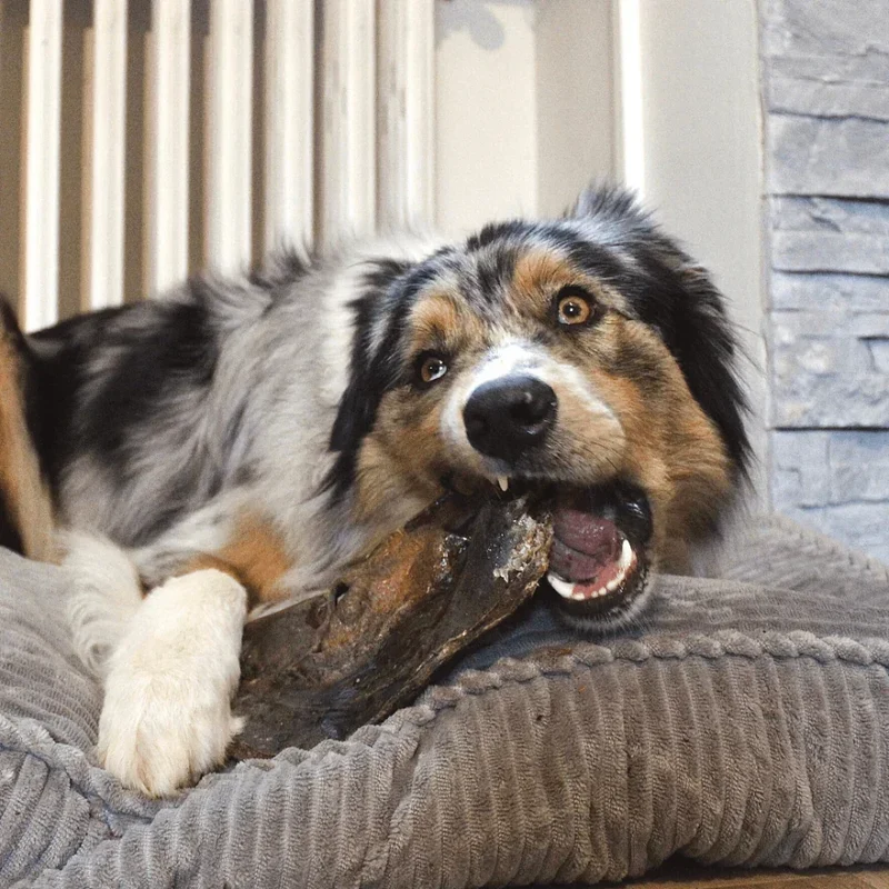 Museau de boeuf – Mastication gourmande XXL pour chiens – 2 pièces