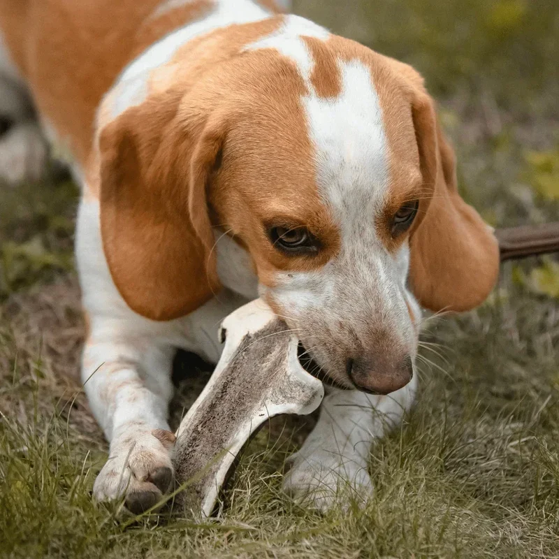 Bois de cerf tranché – Mastication longue pour chiens