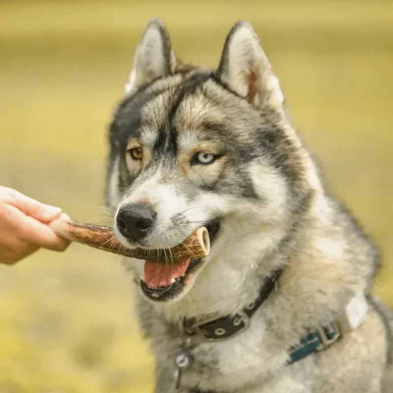 Bois de cerf entier – Mastication longue pour chiens