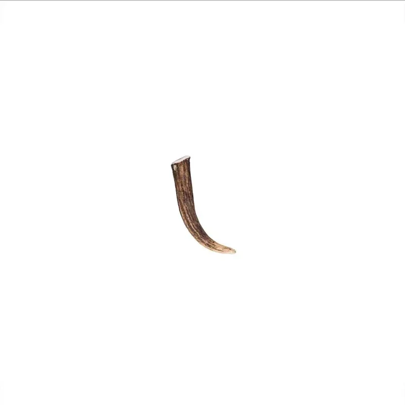 Bois de cerf entier – Mastication longue pour chiens