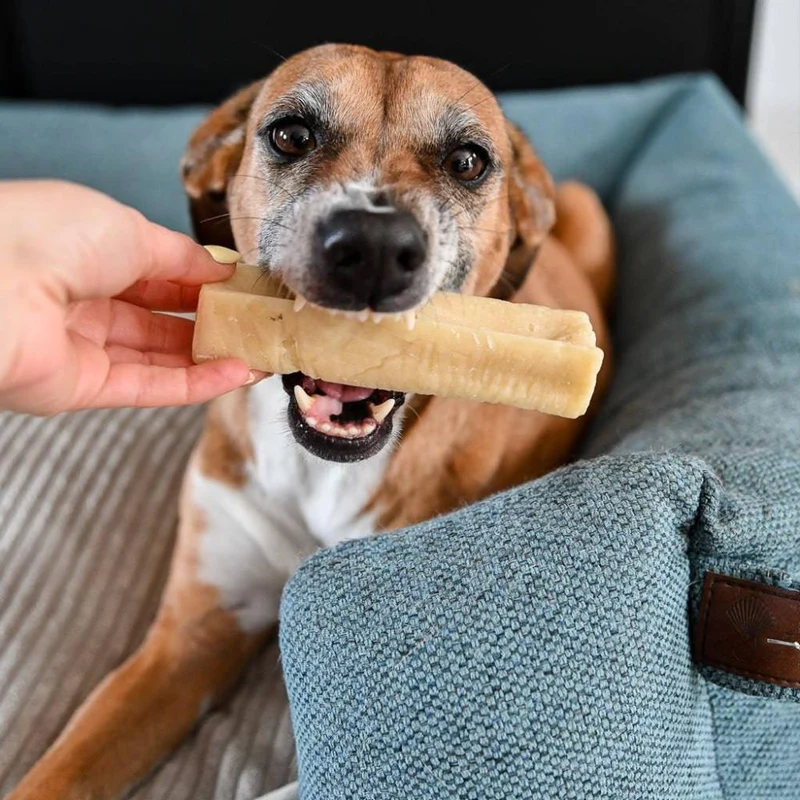 Cheese bone – Mastication gourmande pour chien – Barre au fromage