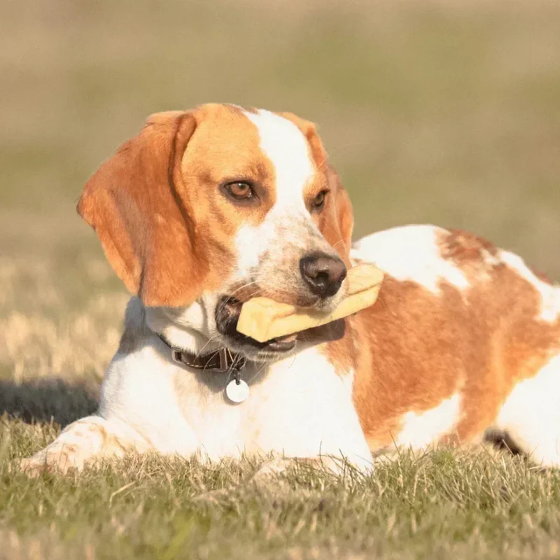 Cheese bone – Mastication gourmande pour chien – Barre au fromage