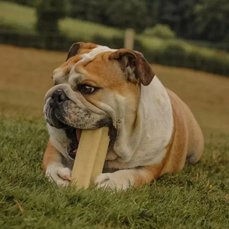 Cheese bone – Mastication gourmande pour chien – Barre au fromage