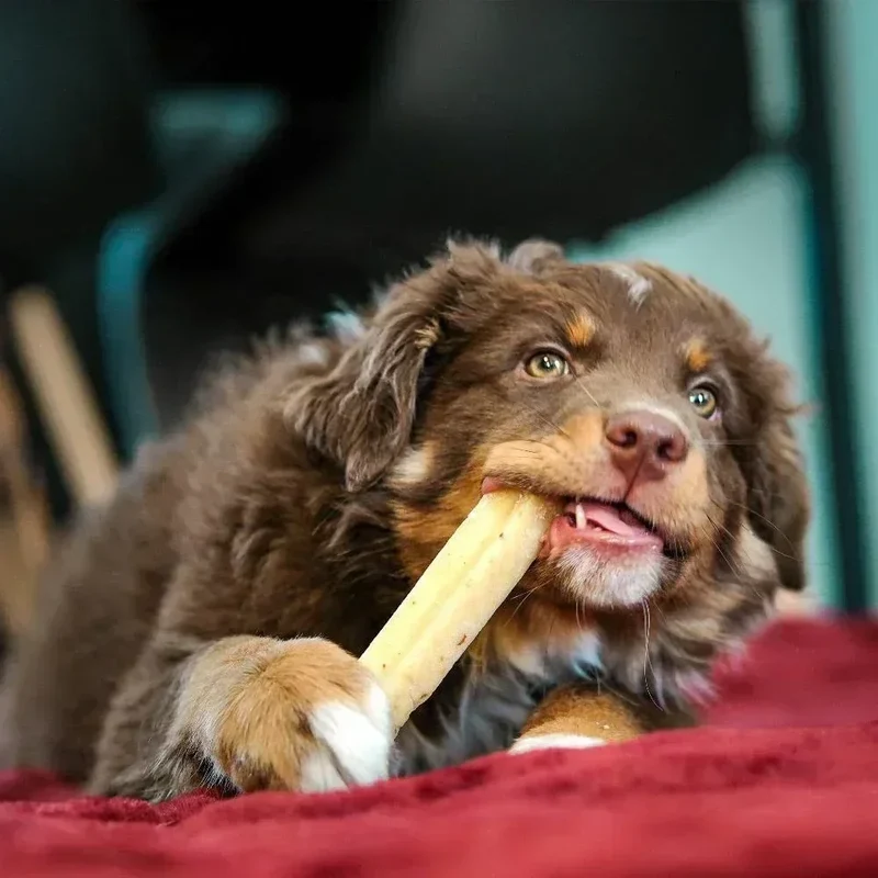 Cheese bone – Mastication gourmande pour chien – Barre au fromage
