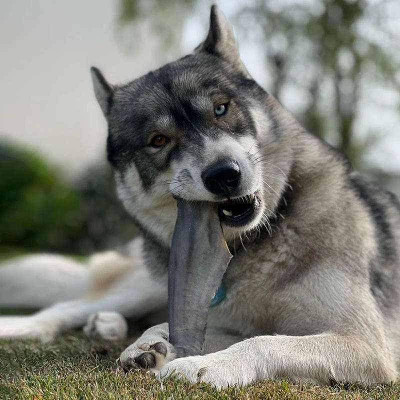 Queue de requin – Mastication gourmande XL pour chiens – 5 pièces