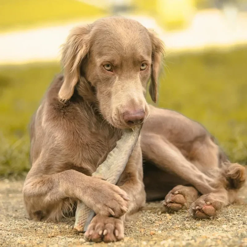 Queue de requin – Mastication gourmande XL pour chiens – 5 pièces