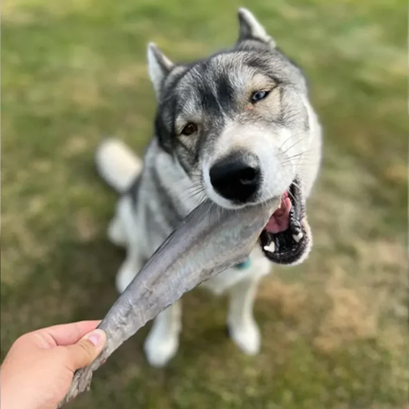 Queue de requin – Mastication gourmande XL pour chiens – 5 pièces