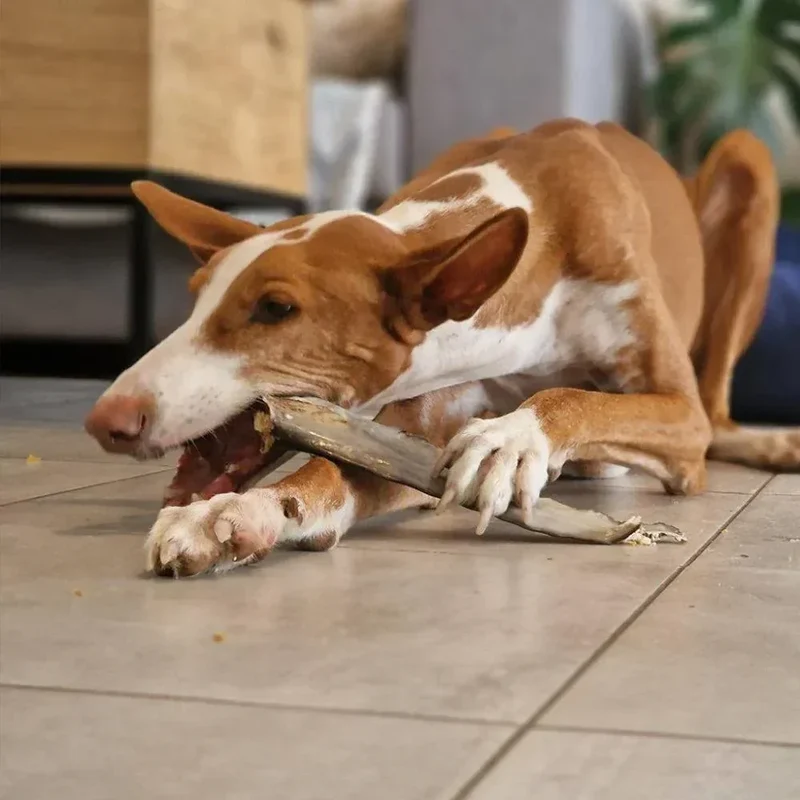 Queue de requin – Mastication gourmande XL pour chiens – 5 pièces