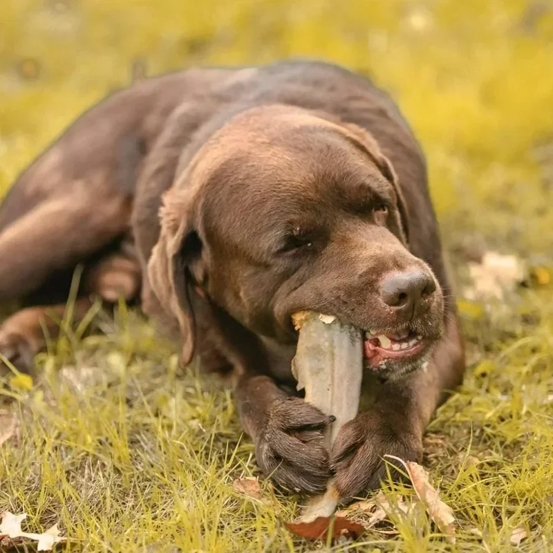 Queue de requin – Mastication gourmande XL pour chiens – 5 pièces