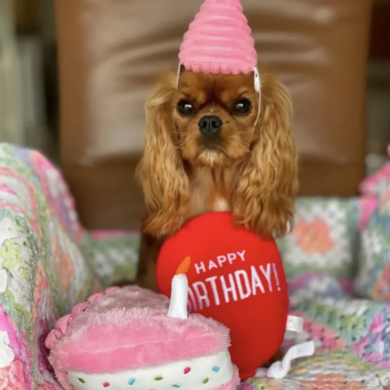 Coffret anniversaire pour chien – ZippyPaws