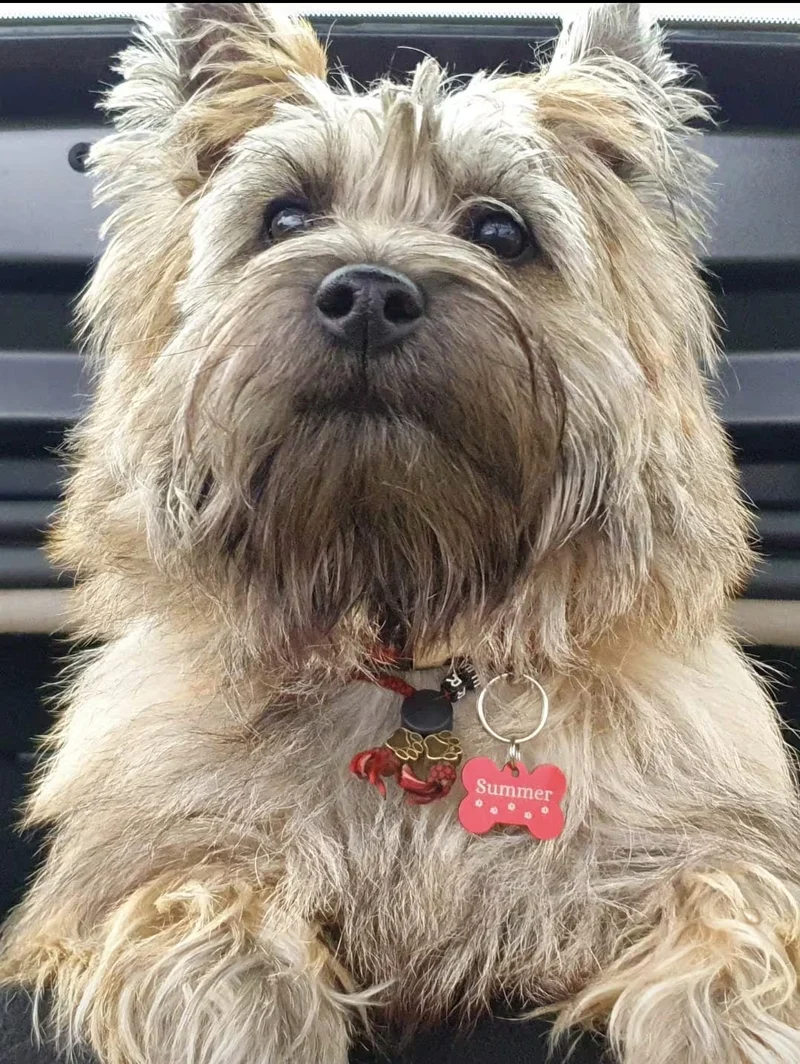 Médaille d'identification chien | Laissedewouf