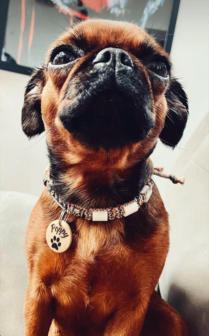 Médaille d'identification pour chien en Bois verni | motif patte