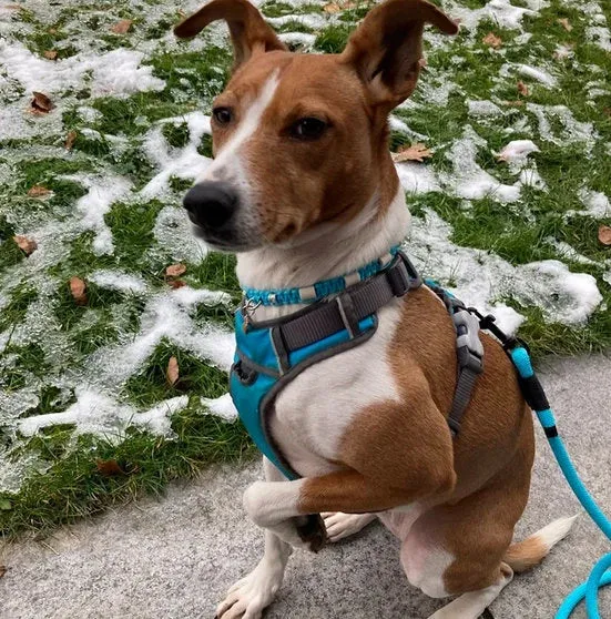 Collier anti-tiques pour chien en céramique EM - ANANAS 1cm