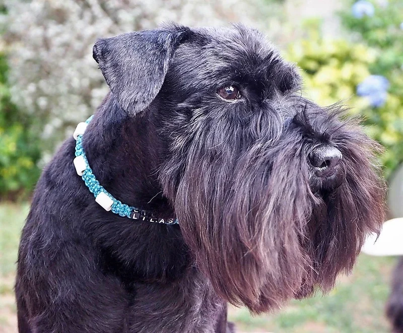 Collier anti-tiques personnalisable pour chien en céramique EM - DIAMOND 1cm