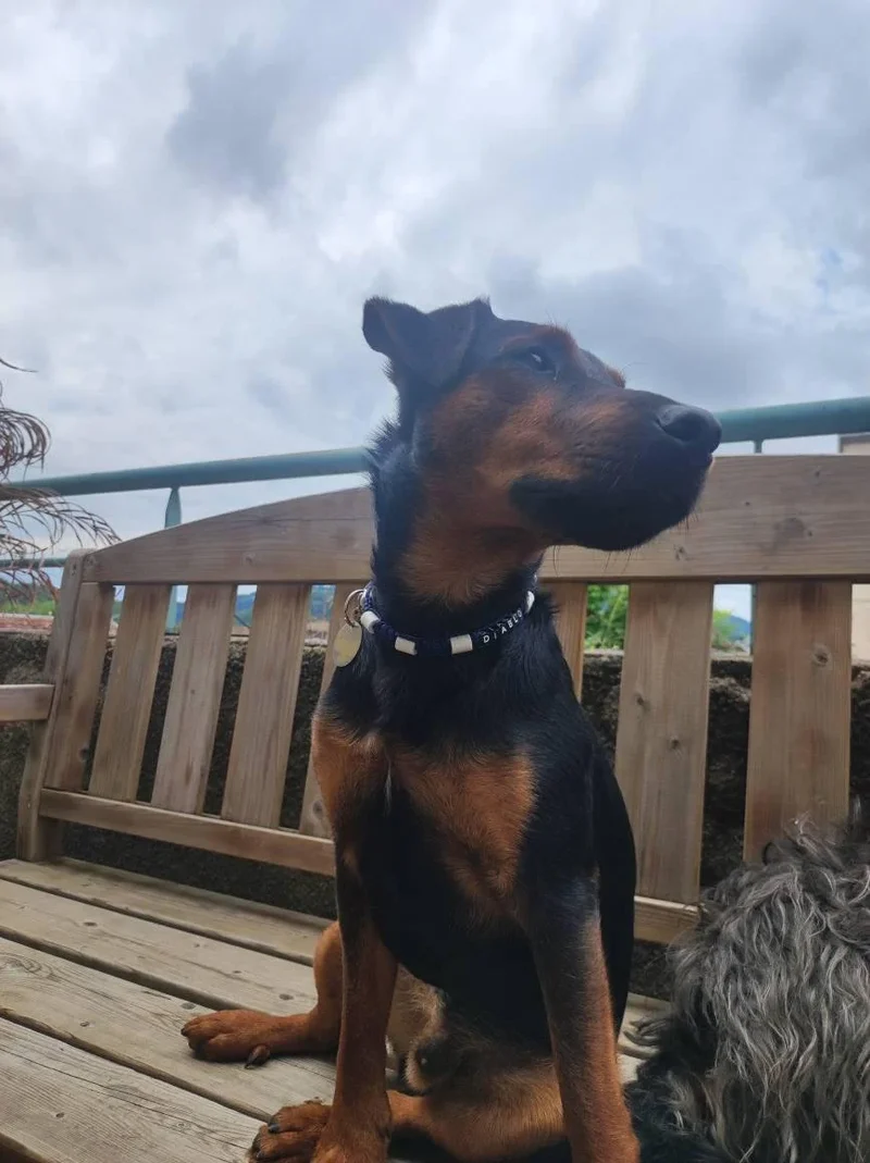 Collier anti-tiques personnalisable pour chien en céramique EM - DIAMOND 1cm