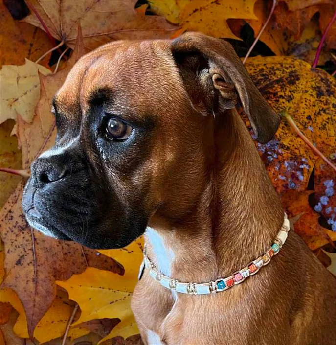 Collier réglable anti-tiques pour chien en céramique EM - LETTRES MULTICOLORES 1cm