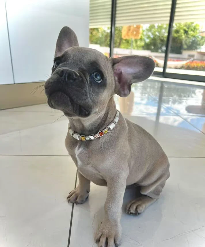 Collier réglable anti-tiques pour chien en céramique EM - LETTRES MULTICOLORES 1cm