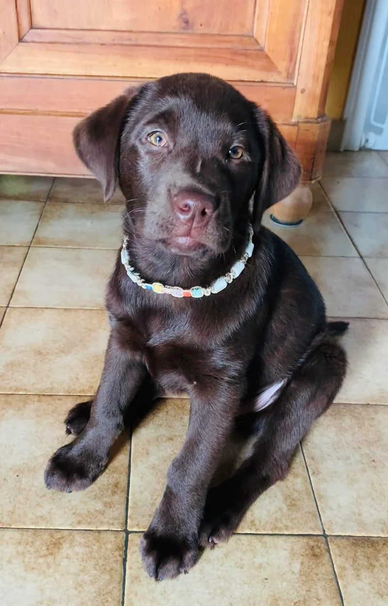 Collier réglable anti-tiques pour chien en céramique EM - LETTRES MULTICOLORES 1cm