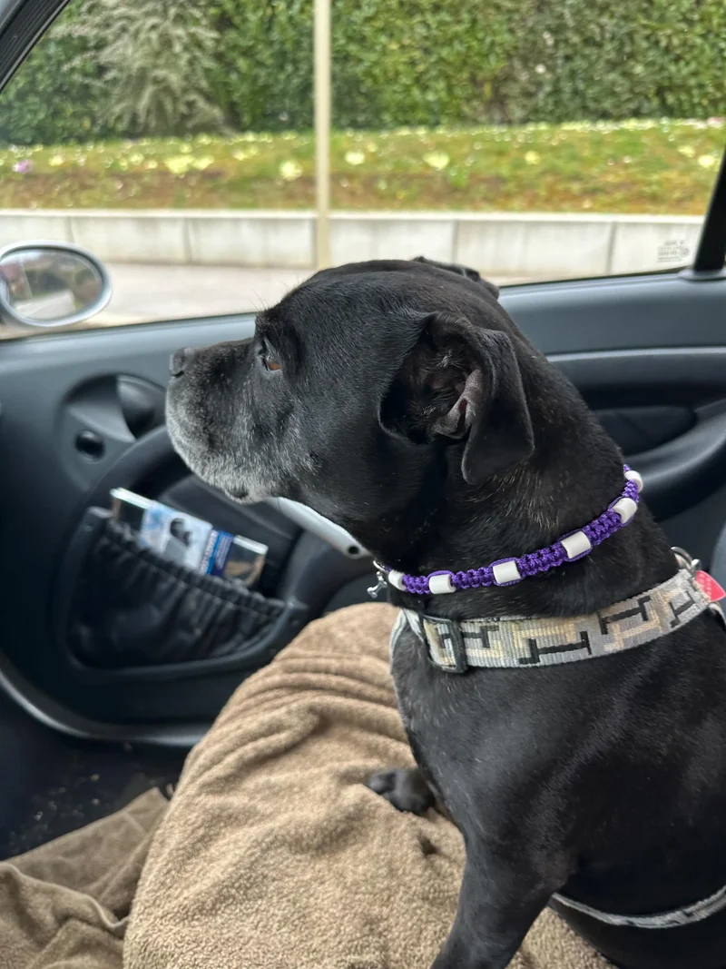 Collier anti-tiques pour chien en céramique EM - UNI 1cm