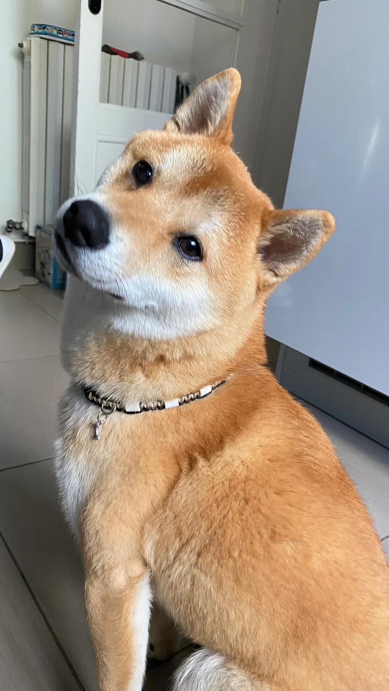 Collier anti-tiques pour chien en céramique EM - UNI 1cm