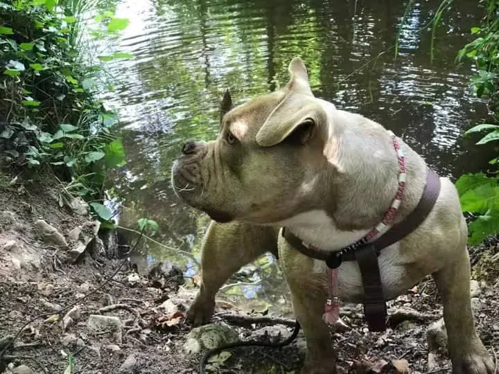 Collier réglable anti-tiques pour chien en céramique EM | UNI 1cm