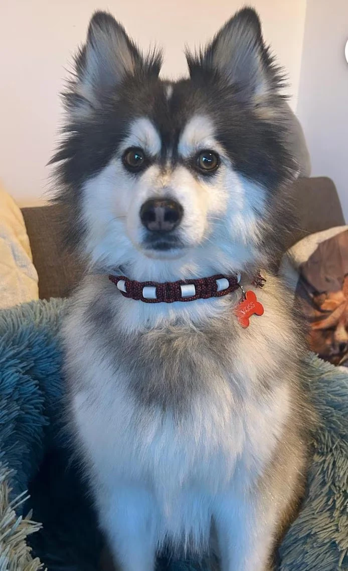 Collier réglable anti-tiques pour chien en céramique EM - 2cm