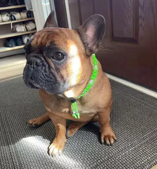 Collier réglable anti-tiques pour chien en céramique EM - 2cm