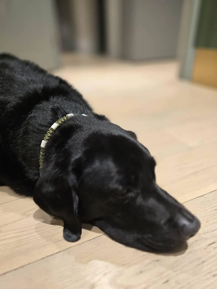 Collier anti-tiques pour chien en céramique EM - DIAMOND 1cm