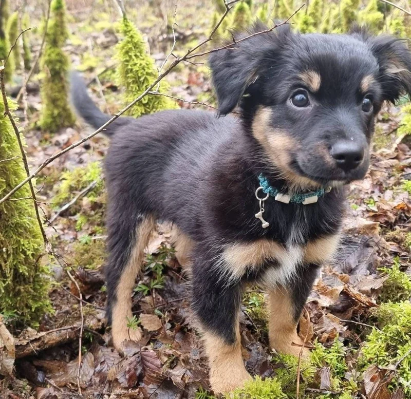 Collier anti-tiques pour chien en céramique EM - DIAMOND 1cm