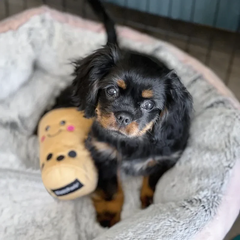 Peluche de flair Bubble Tea 🧋 - Jouet d'occupation pour chien – ZippyPaws® Burrow™