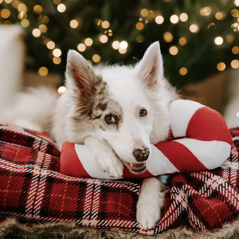 Peluche Canne à Sucre de Noël – Peluche XXL pour chien – Jigglerz® Candy Cane