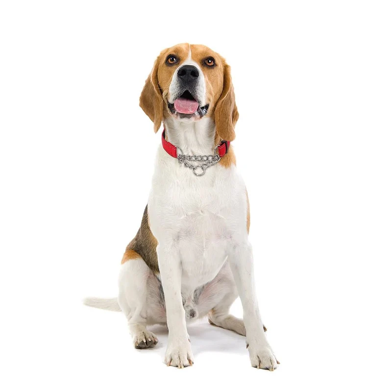 Collier étrangleur chien en nylon rose