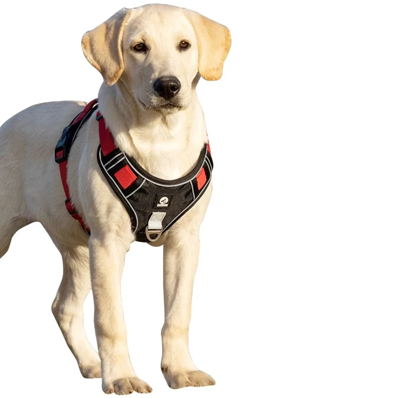 Harnais chien rembourré en y