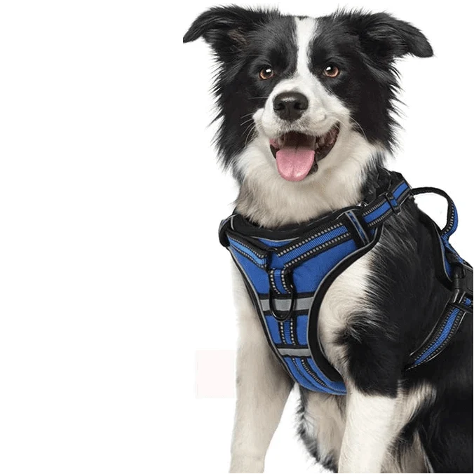 Harnais rembourré en y avec poignée chien
