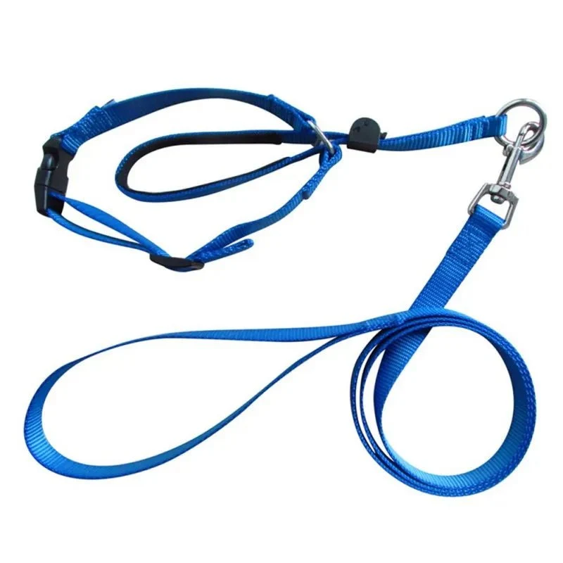 Licol pour grand chien