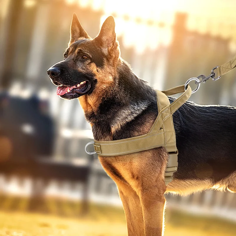 Harnais anti-traction pour gros chien en Y