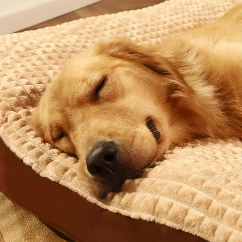 Tapis lavable pour chien